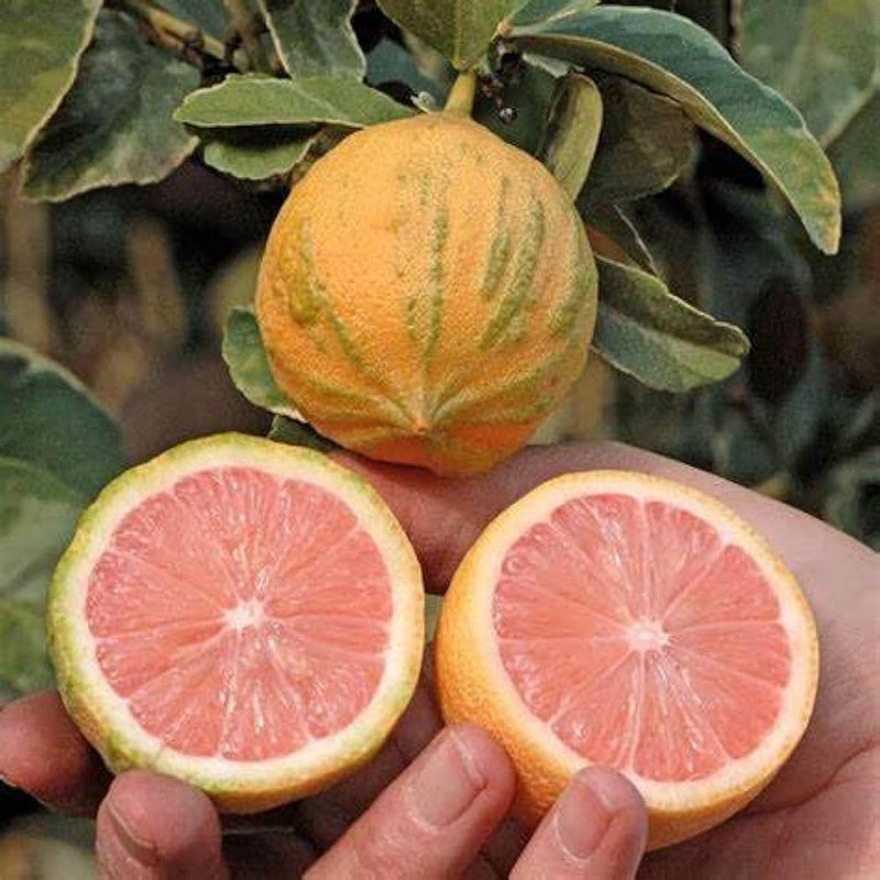 Pink Eureka Lemon Tree Seeds for Planting - Grow Your Own Citrus Delight