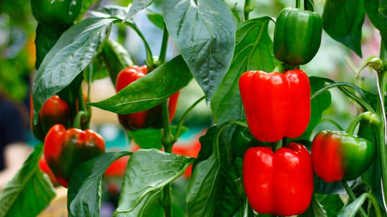 Cal Wonder Pepper Seeds for Easy Planting