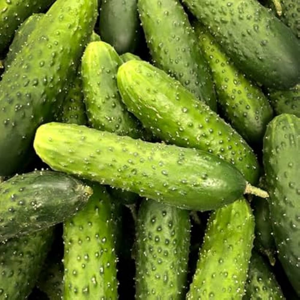 Cucumber Lyalyuk Little Mini Pickling Seeds - Ideal for Home Planting and Garden Growing