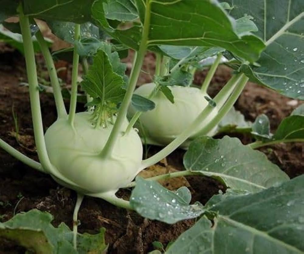 White Kohlrabi Vegetable Seeds for Garden Planting