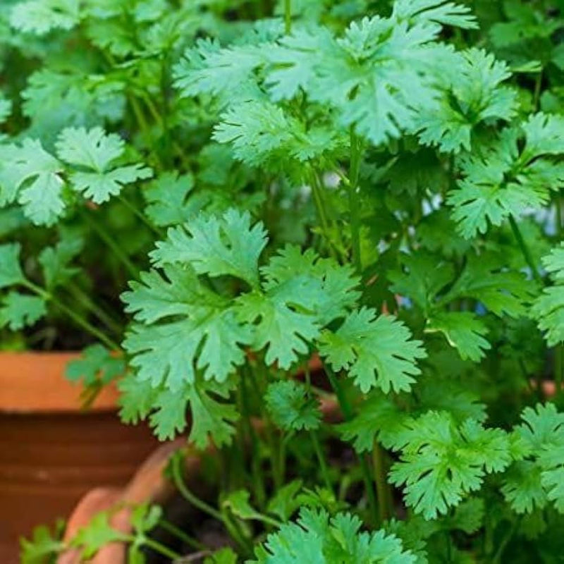 Cilantro Coriander Seeds for Planting  Grow Fresh Green Herbs
