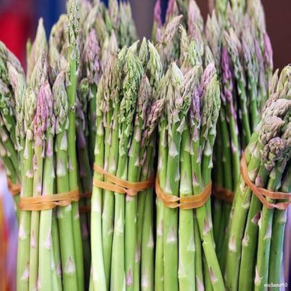 Wild Asparagus Planting Seeds for Lush Growth and Culinary Delights - Seed for Garden Enthusiasts