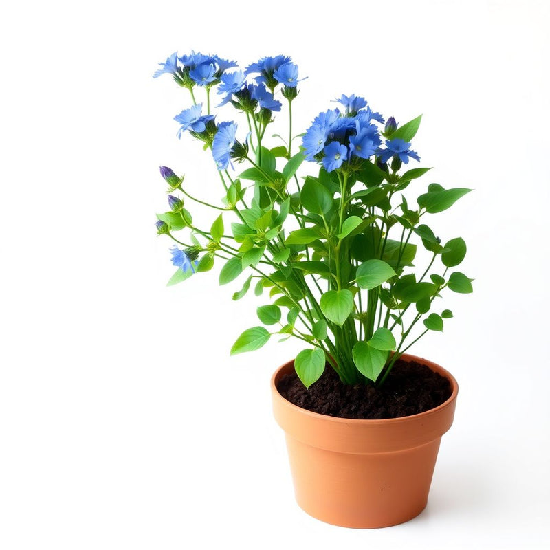 Blue Cichorium Intybus Seeds for Planting