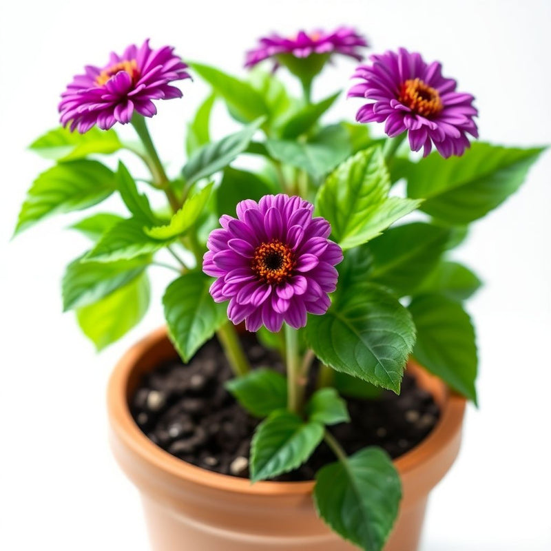 Zinnia Flower Seeds for Vibrant Violet Blooms - Seed for a Stunning Addition to Your Garden