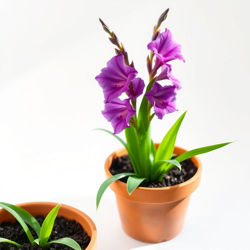 Gladiolus Flower Seed for Planting Purple