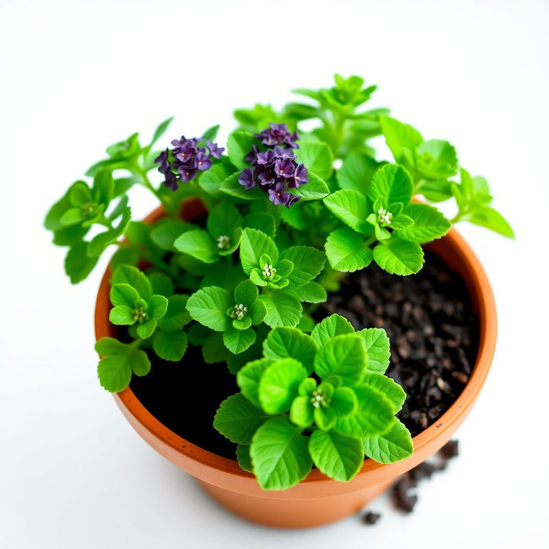 Ajuga Flower seeds for Planting Perfect for Borders Heirloom & GMO Free Seeds for Home Garden 
 
 Sale