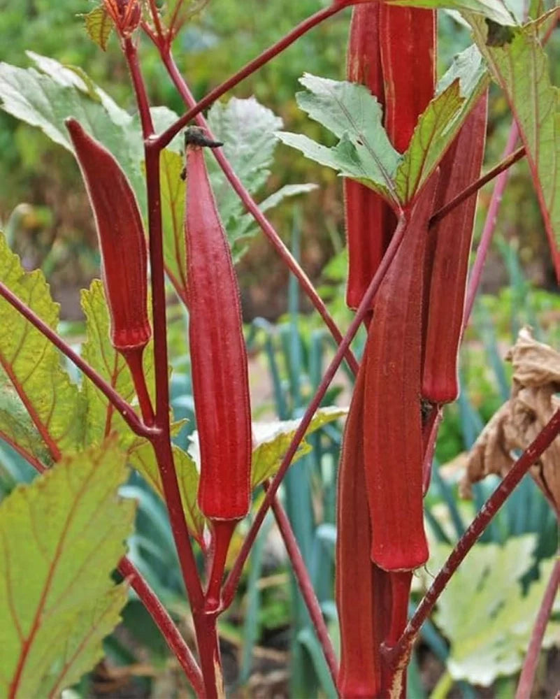 Burgundy Vegetable Seeds for Planting