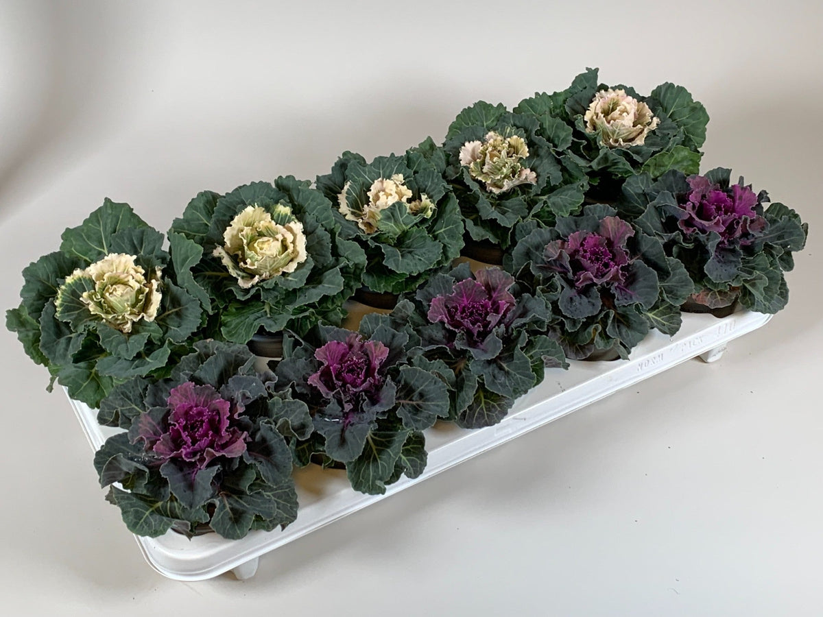 Brassica Oleracea Mixed Colour Flower Seeds For Planting