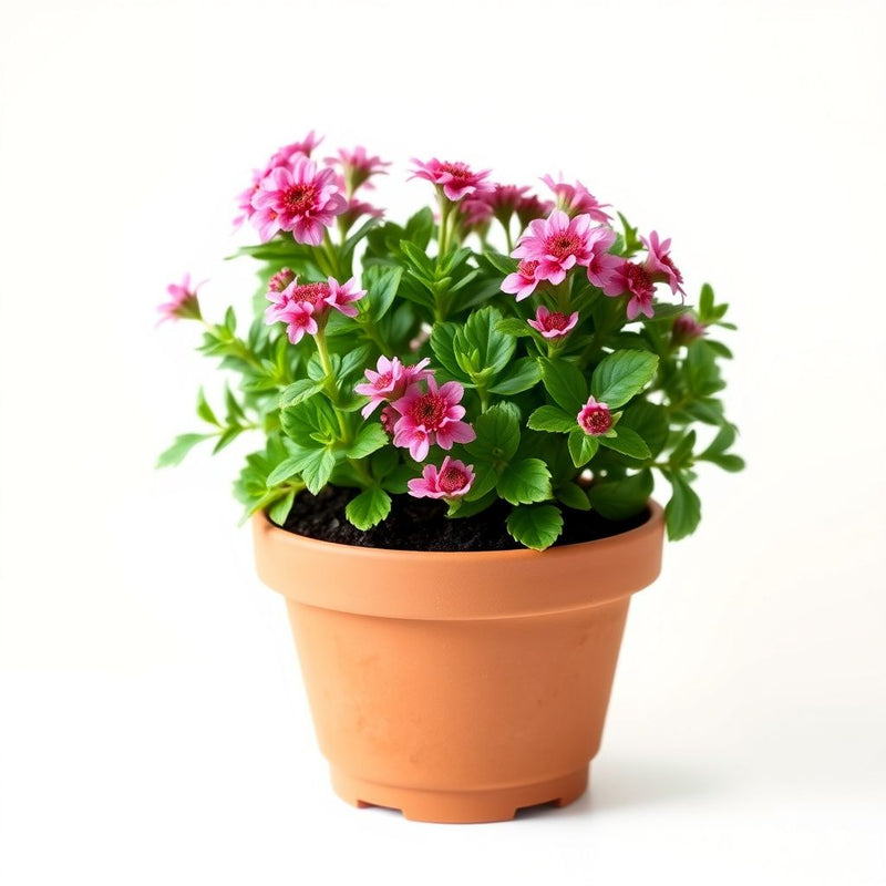 Pink Immortelle Flower Seeds for Planting  Beautiful Everlasting Blooms for Your Garden