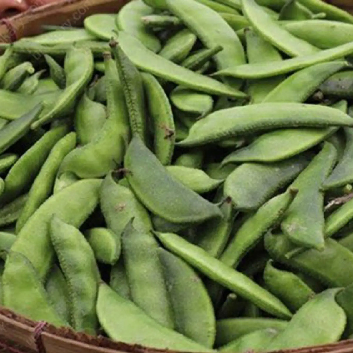 White Marrow Bean Seeds for Planting - High-Quality Vegetable Seeds