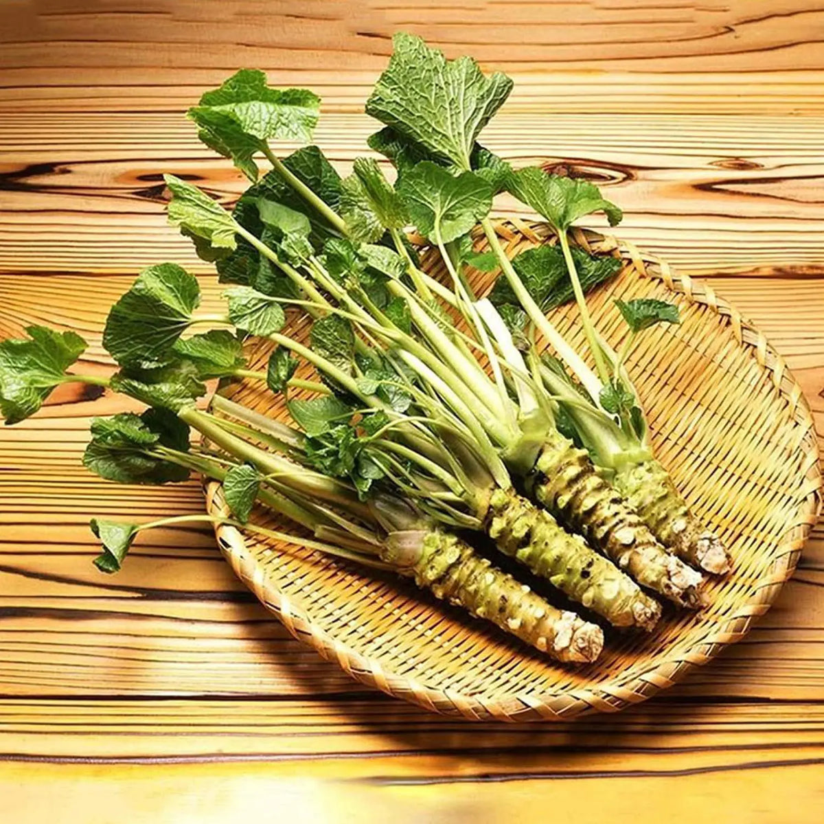 Horseradish Planting Seeds  Grow Your Own Spicy Root