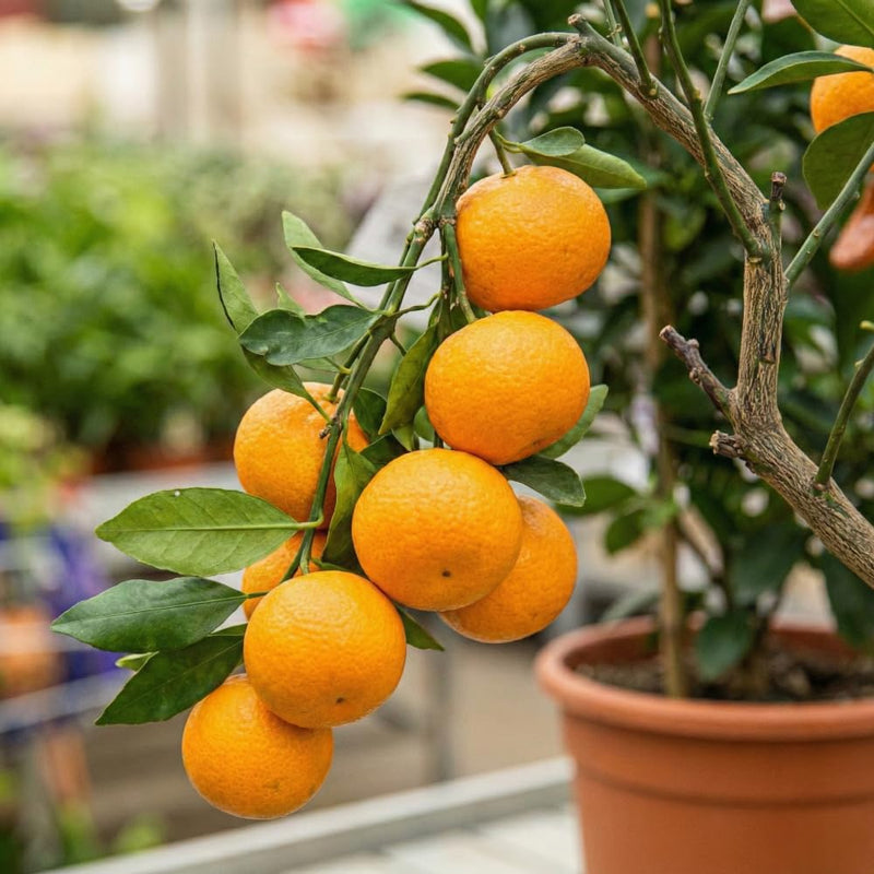 Orange Mandarin Seeds for Home Gardening  Plant and Grow Fresh Oranges