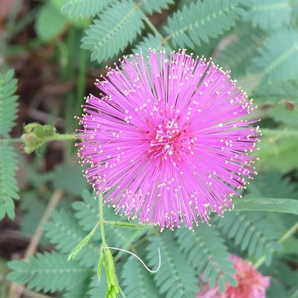 Planting Seeds: Green Mimosa Pudica