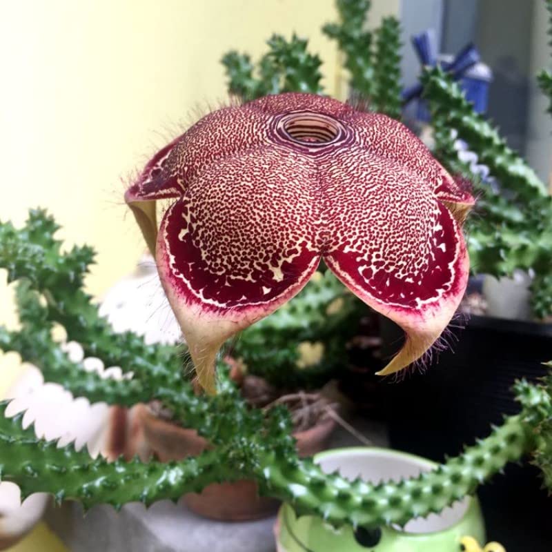 Edithcolea Flower seeds for Planting - Seasonal Bloomer, Heirloom & GMO Free Seeds for Home Garden