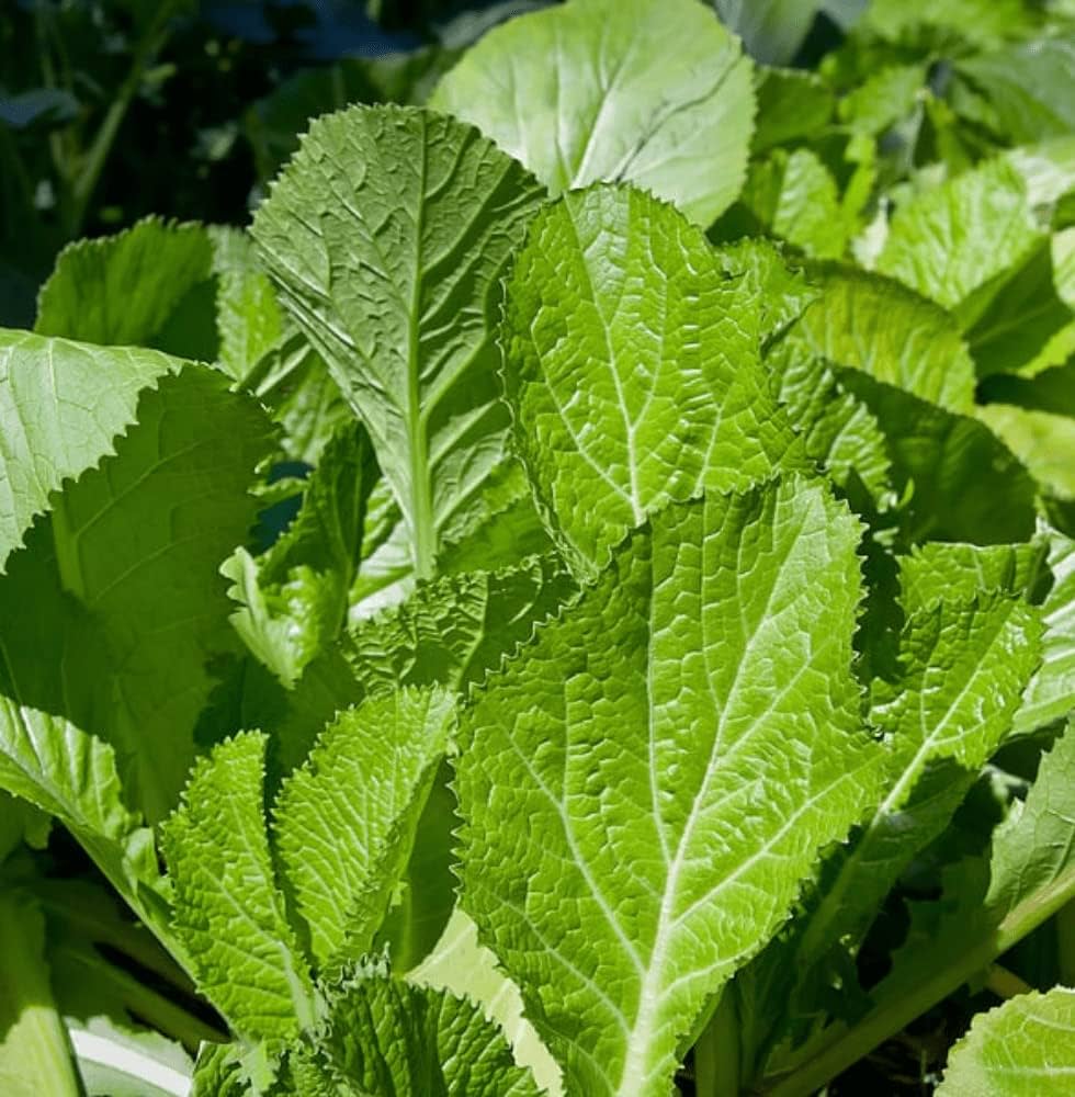 Heirloom Mustard Vegetable Seeds for Planting