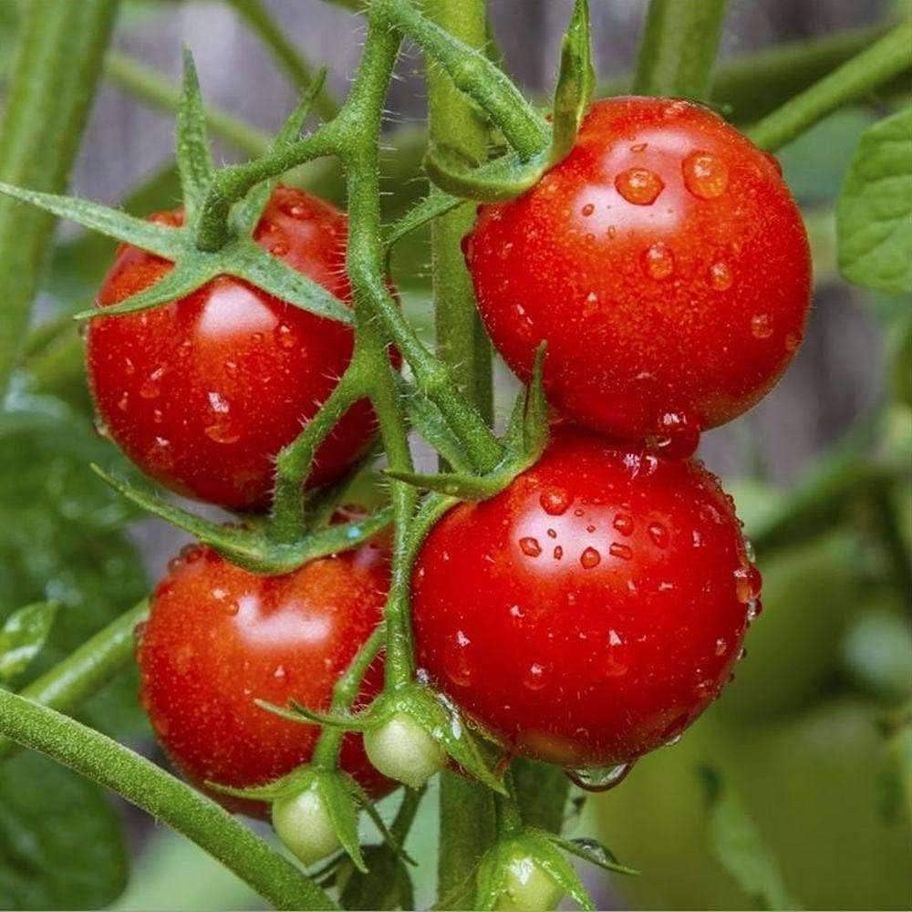 Tomato Solanum lycopersicum Seeds for Planting urban garden home garden