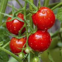 Tomato Solanum lycopersicum Seeds for Planting urban garden home garden