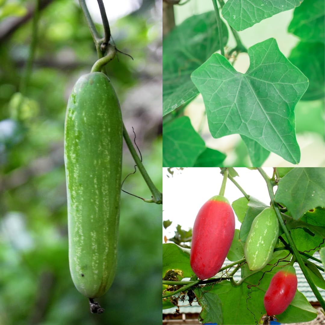 Pink Ivy Gourd Vegetable Seeds for Easy Planting