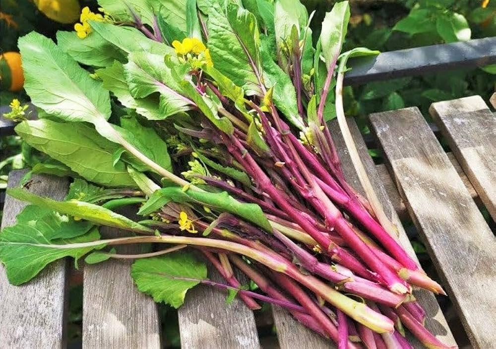 Purple Kosaitai Vegetable Seeds for Planting