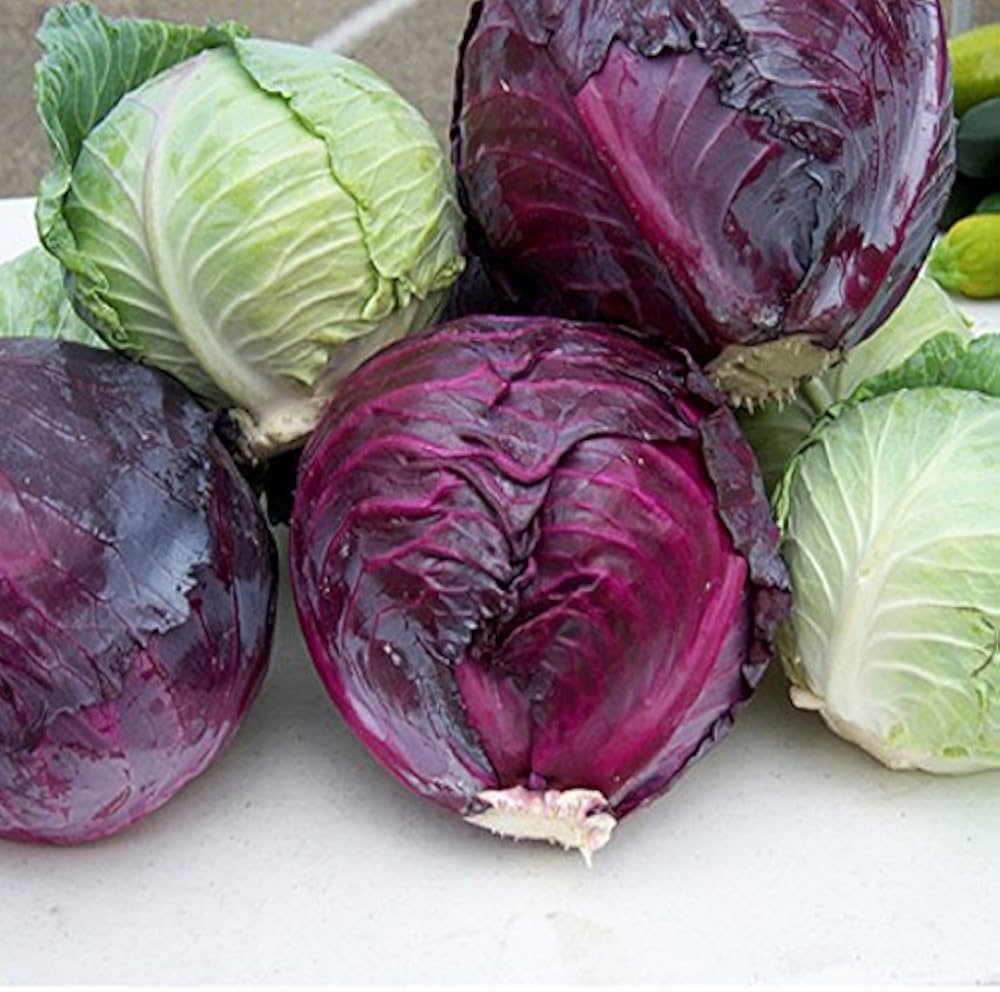 Red Acre Cabbage Seeds for Planting  Grow Heirloom Purple Cabbage
