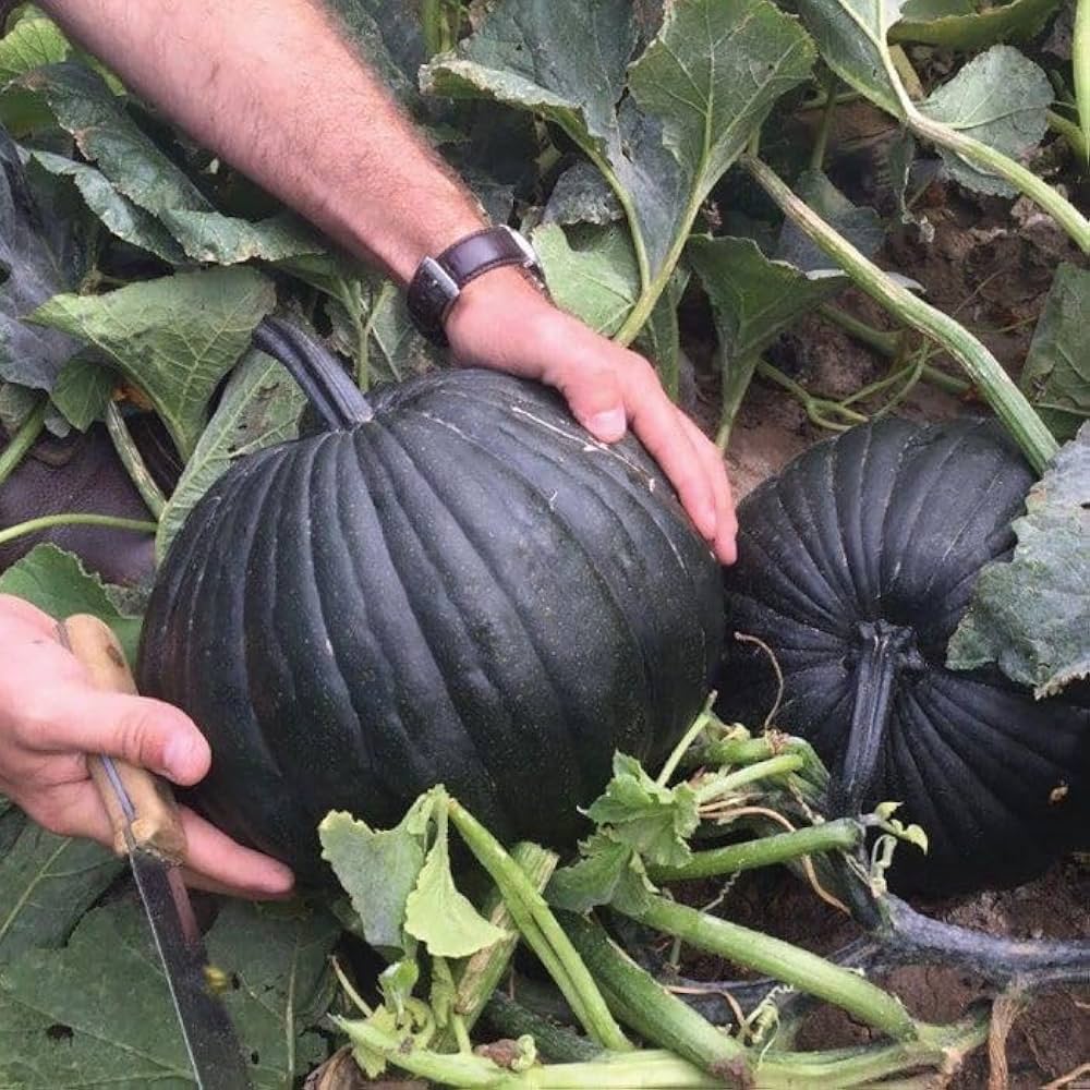 Black Pumpkin Seeds for Planting: Grow Your Own Vegetable Harvest