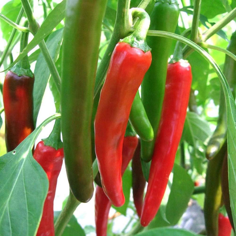 Red Nardello Vegetable Seeds for Home Planting