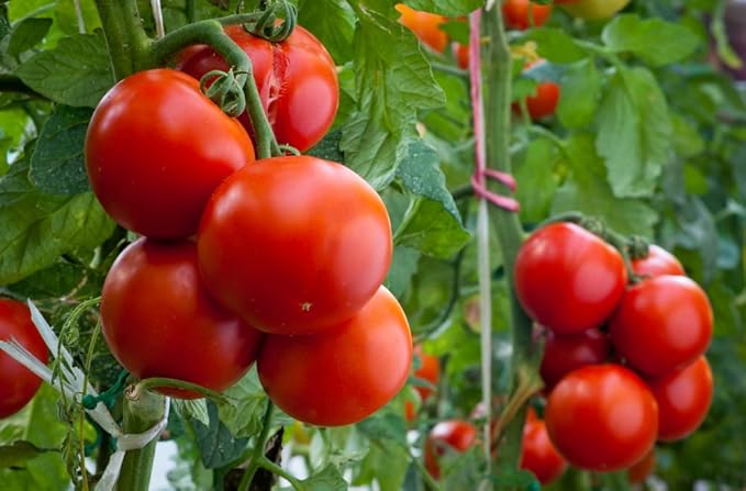 Heirloom Vegetable Pomodoro "Homestead" Seeds for Juicy Tomatoes
