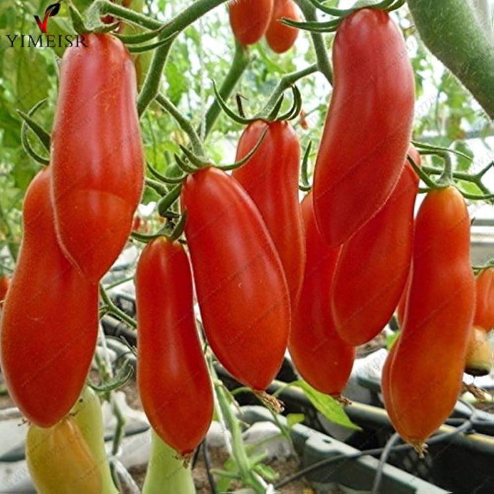 Banana Tomato Solanum lycopersicum Seeds for Planting in Vegetable Patch and Home Garden