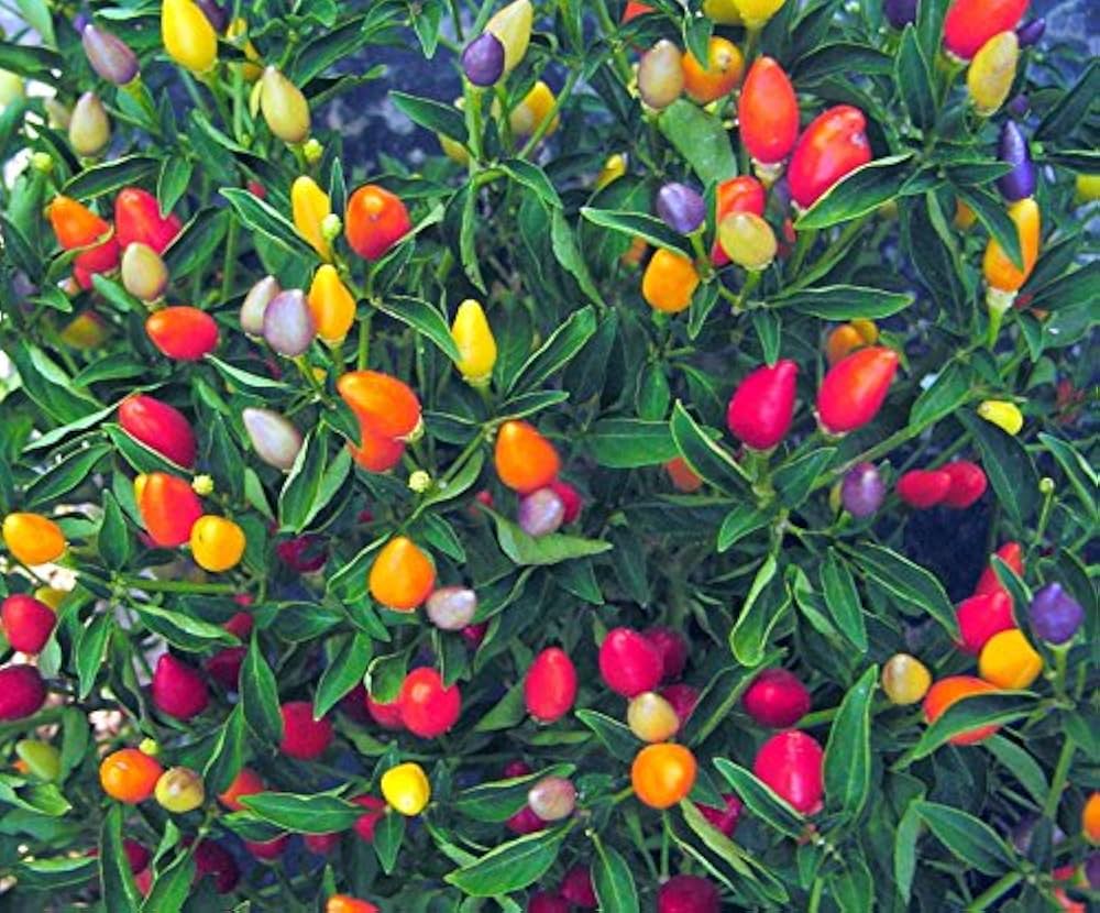Mixed Hilli Vegetable Planting Seeds for Your Garden