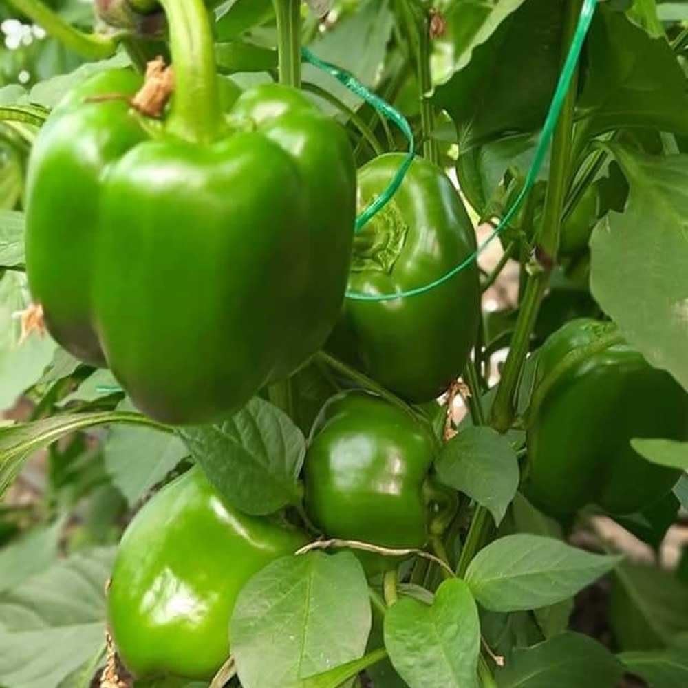 Pepper Vegetable Seeds for Planting