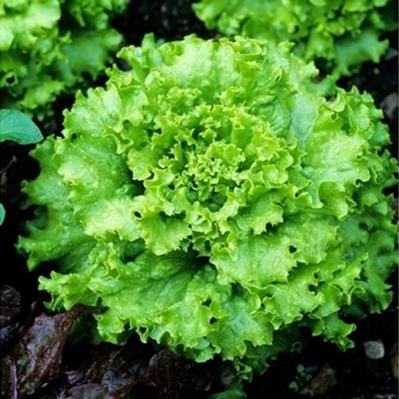 Lettuce Vegetable Seeds for Planting