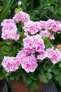 White Pink Geranium Flower Seeds for Planting  Seed for Beautiful Blooms