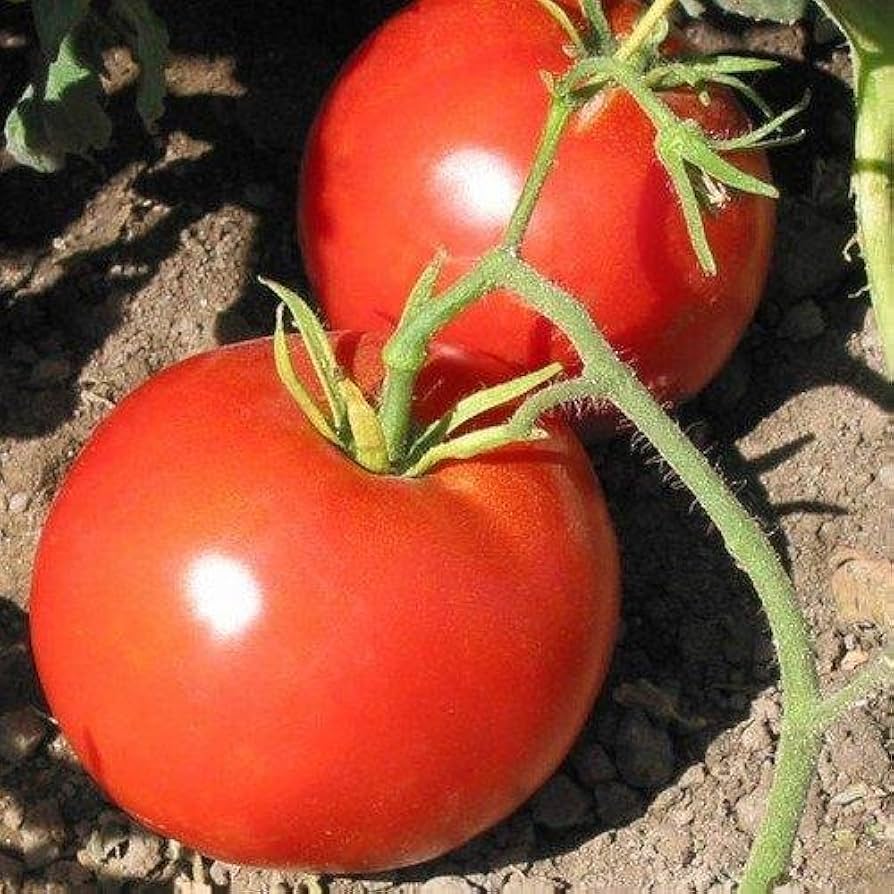 Boxcar Willie Tomato Seeds for Sweet, Heirloom Tomato Varieties