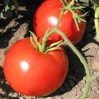 Boxcar Willie Tomato Seeds for Sweet, Heirloom Tomato Varieties