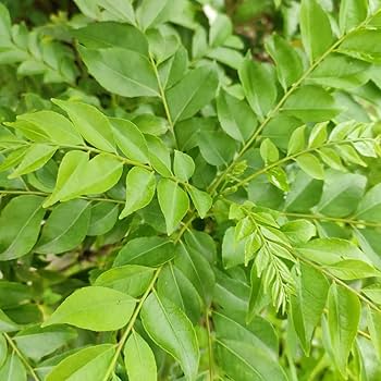 Curry Leaves Vegetable Seeds - Grow Fresh Flavors at Home