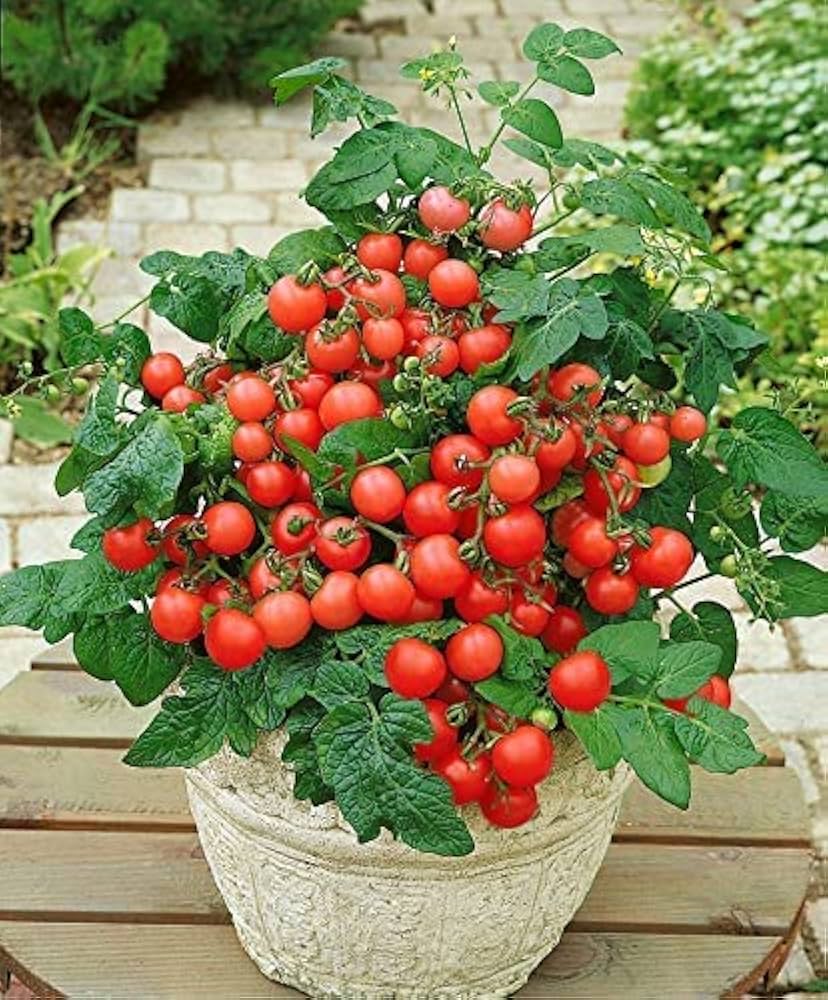 Red Rose Tomato Solanum lycopersicum Seeds For Planting