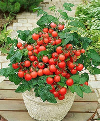 Red Rose Tomato Solanum lycopersicum Seeds For Planting