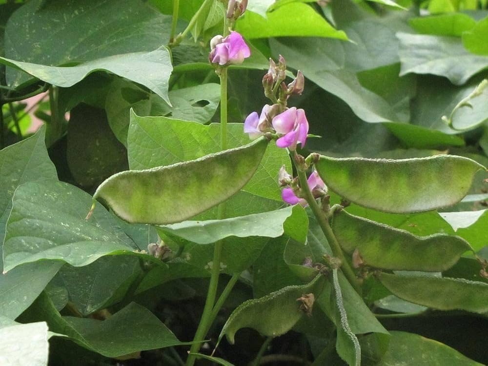Hyacinth Bean Vegetable Seeds for Planting