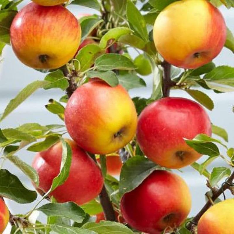 Red & Yellow Apple Fruit Seeds for Easy Planting