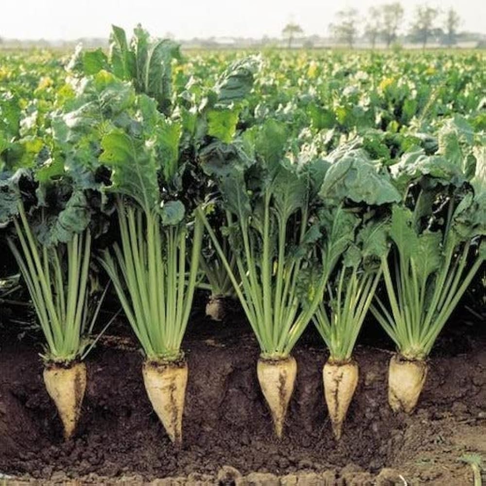 Cream Sugar Beet Seeds for Home Garden Planting