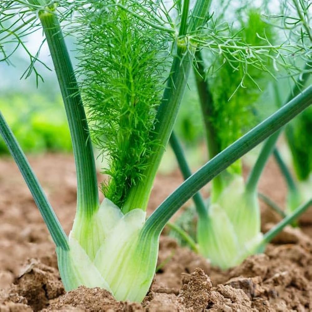 Florence Fennel Vegetable Seeds for Easy Planting