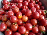 Porter Tomato Seeds for Delicious Garden-Fresh Tomatoes