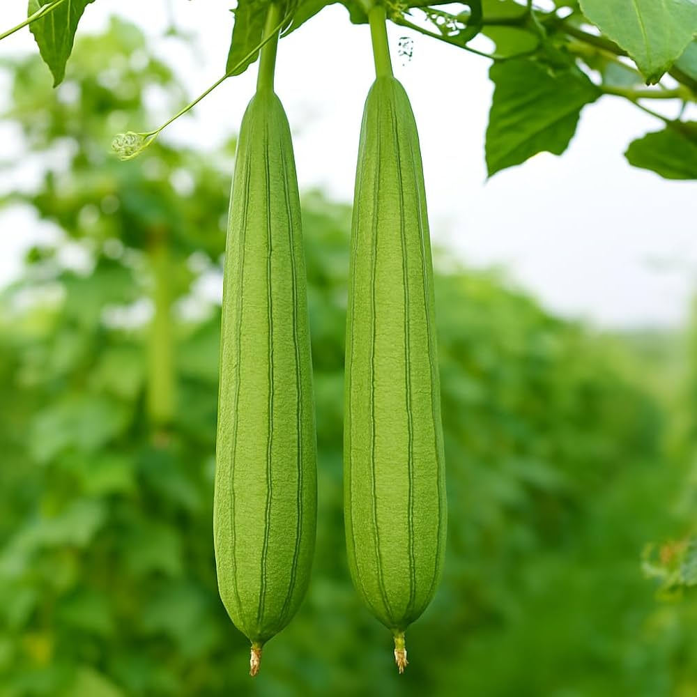 Sponge Gourd Vegetable Seeds for Easy Planting