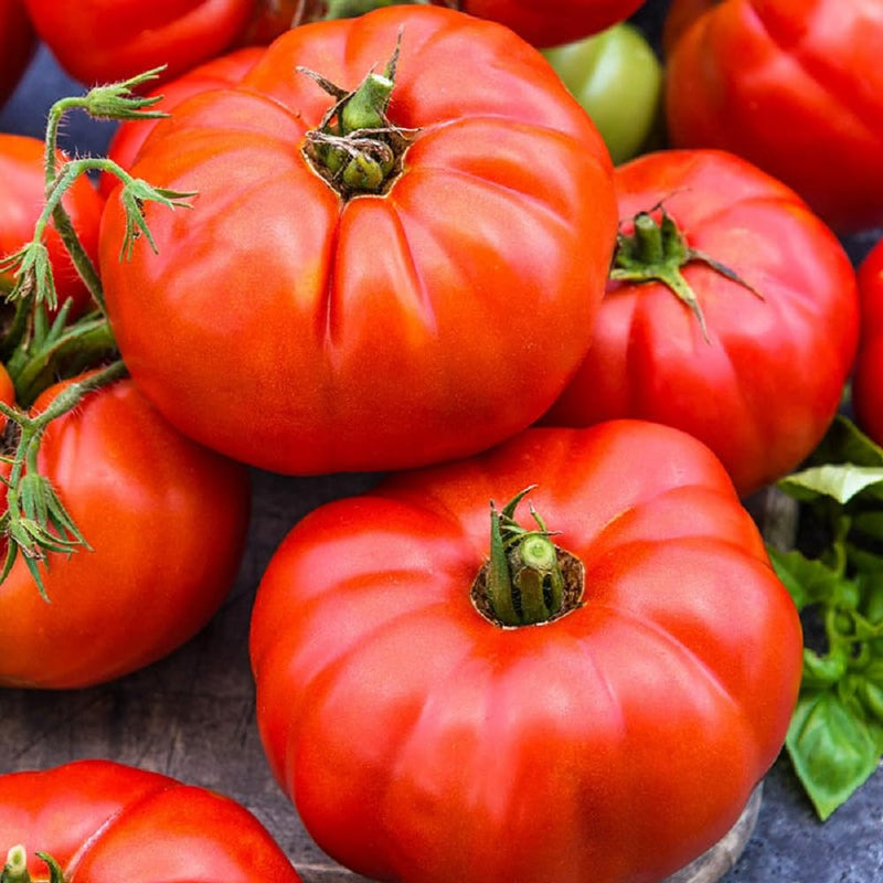 Cosmonaut Volkov Heirloom Tomato Seeds for Spring Planting | Flavorful, Early Harvest