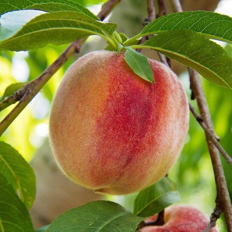 Red Aadoo Fruit Seeds for Planting | Grow Delicious Homegrown Fruits