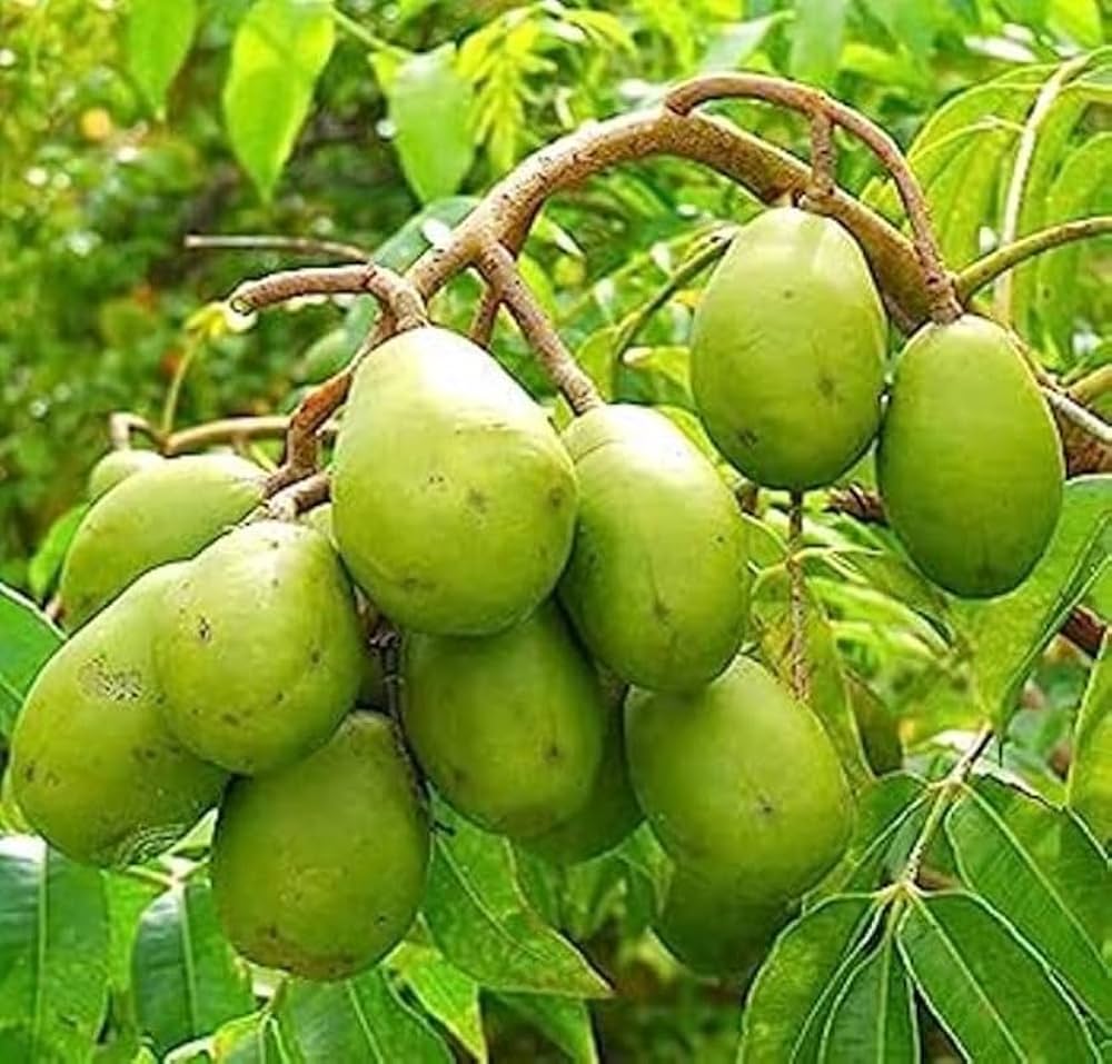 Spondias Fruit Planting Seeds  Grow Tropical Fruit Trees at Home