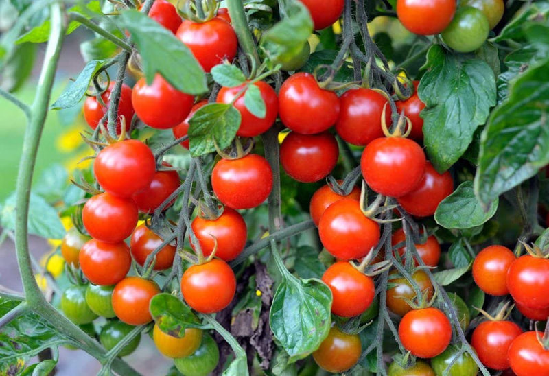 Organic Sweet Succulent Campari Tomato Solanum lycopersicum for planting