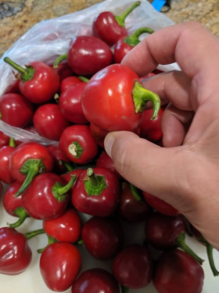 Pimento Capsicum annuum Seeds for Planting in Kitchen Garden and Vegetable Patch