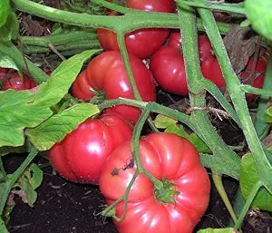 Brandywine Red Tomato Seeds for Sweet, Heirloom Red Tomatoes