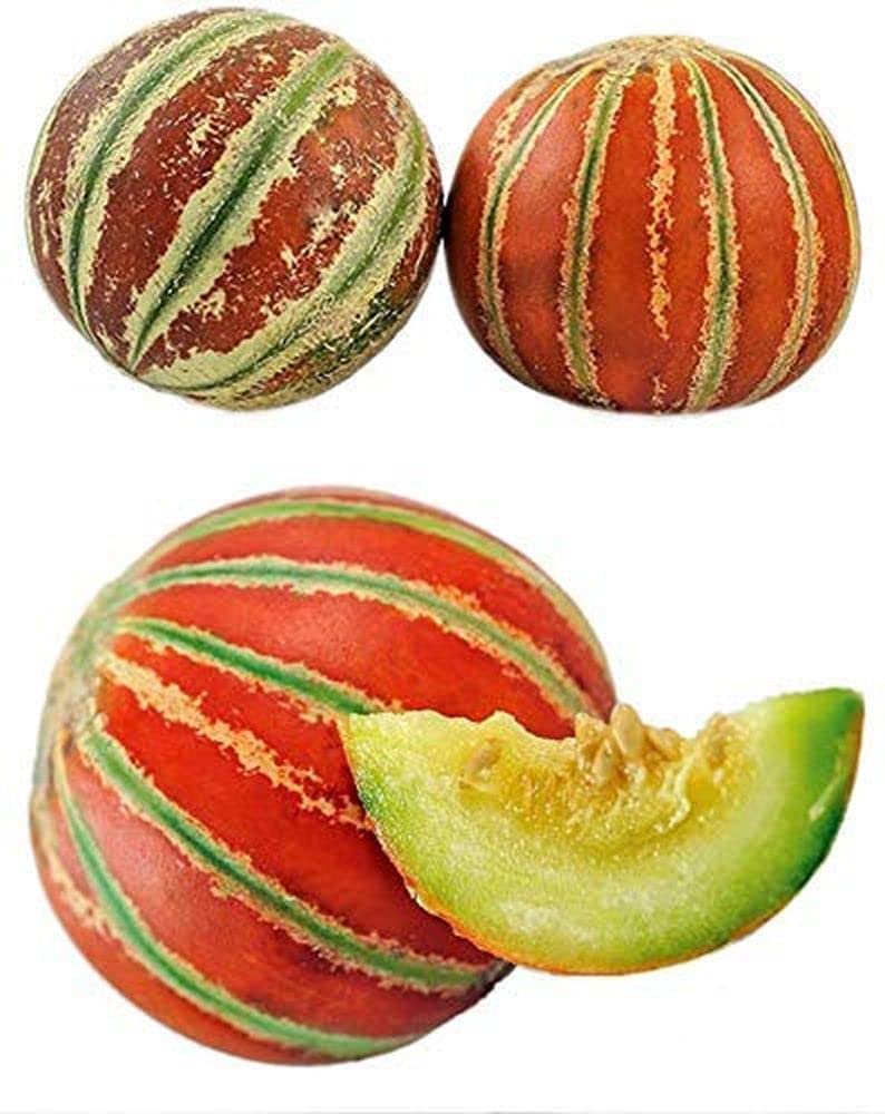Brown Dew Melon Seeds for Planting